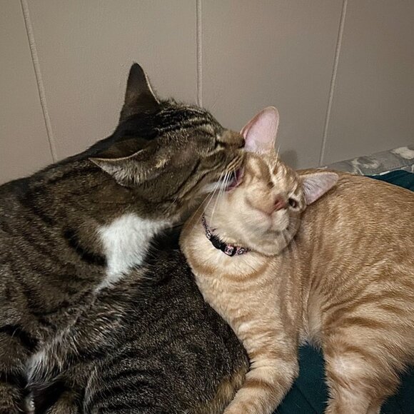 Meet your Posher, Jay - Picture 8 of 9